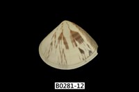 藏品(花蛤)的圖片